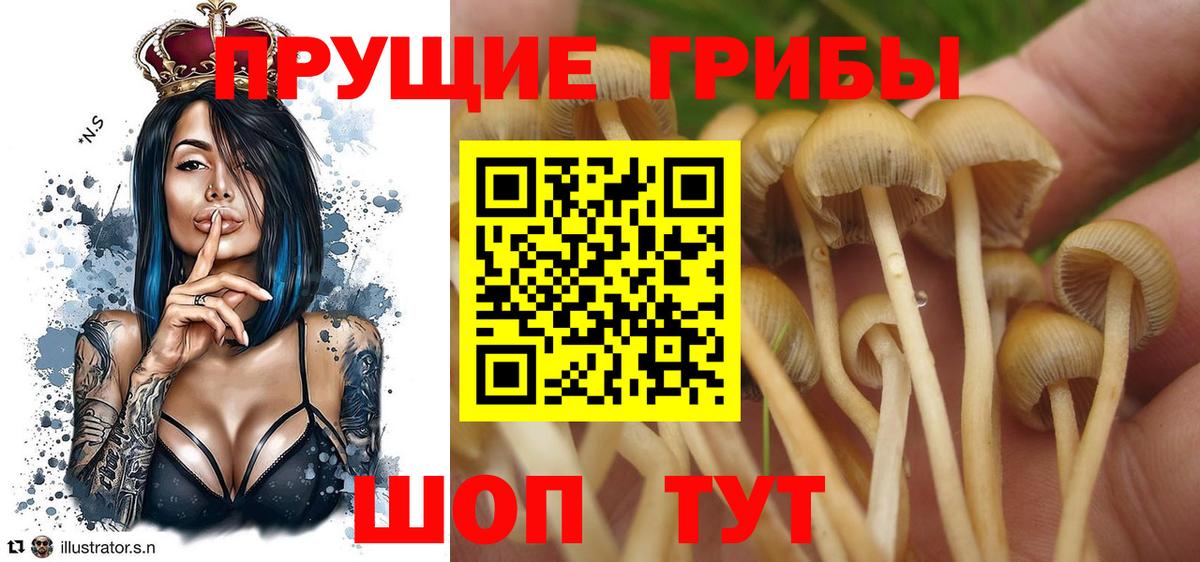 Волхов  Галлюциногенные грибы мухоморы  купить наркотик  Вход с VPN 